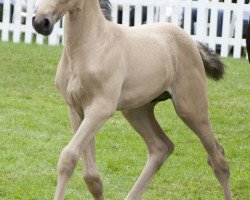 dressage horse Hengst von Soel'rings Cuvee / Christoph Columbus (German Warmblood, 2018, from Soel'rings Cuvee)