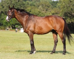 horse Noble Boss xx (Thoroughbred, 2000, from Sadler's Wells xx)