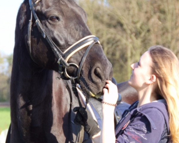 horse Sheik 4 (Danish Warmblood, 1991, from Donnavan)