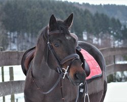 broodmare Elli Eviva (Trakehner, 2006, from Tambour)