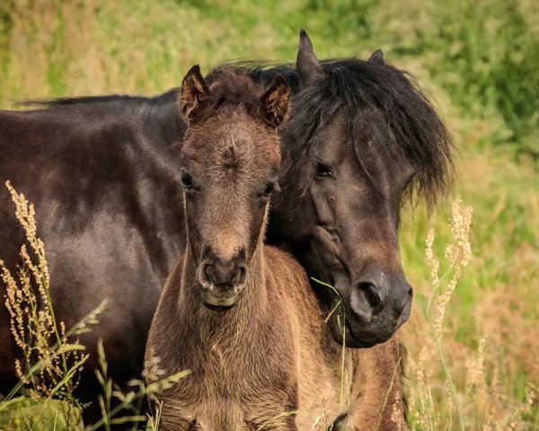 stallion Jamino MK (German Classic Pony, 2017, from East-Dikes Joker)