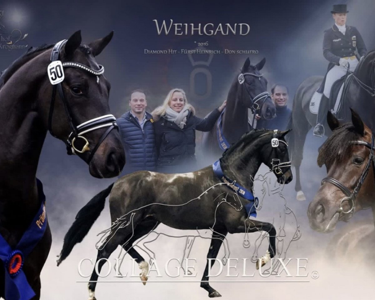 Deckhengst Dodo Weihgand (Oldenburger, 2016, von Diamond Hit)