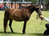 Zuchtstute Lima (Deutsches Classic Pony, 2011, von East-Dikes Joker)