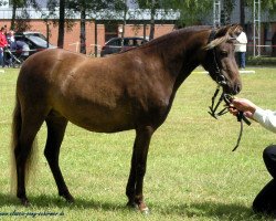 Pferd Lima (Deutsches Classic Pony, 2011, von East-Dikes Joker)