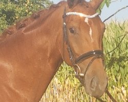 dressage horse Sommermärchen WF (Westphalian, 2015, from Sir Donnerhall II OLD)