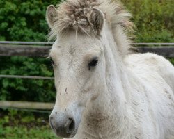 horse Lykkeli (Fjord Horse, 2013, from Klosterhof's Fiete)