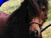 Zuchtstute Lulu (Dt.Part-bred Shetland Pony, 1981, von Julius Caesar)