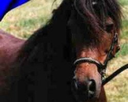 broodmare Lulu (Dt.Part-bred Shetland pony, 1981, from Julius Caesar)