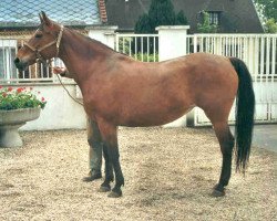 broodmare Babette V (Selle Français, 1989, from Kalin de la Lande)