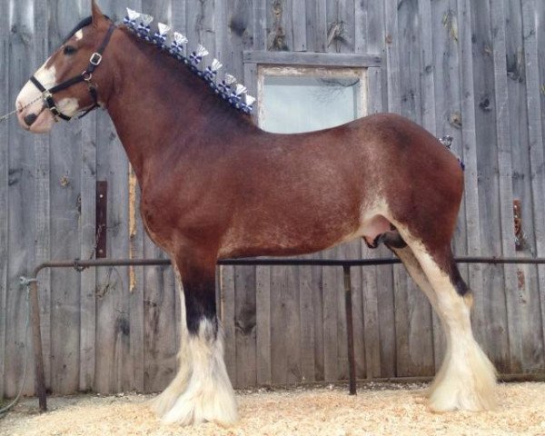 Deckhengst Cedarlane Desmond (Clydesdale, 2004, von S B H Phoenix)