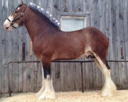 Deckhengst Cedarlane Desmond (Clydesdale, 2004, von S B H Phoenix)