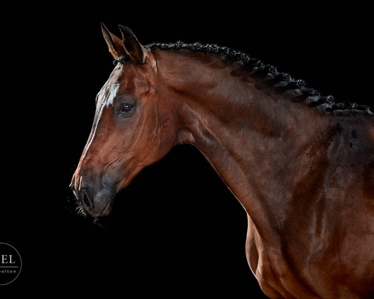 dressage horse Fürst Fidell (Oldenburg, 2008, from Fidertanz)