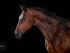 dressage horse Fürst Fidell (Oldenburg, 2008, from Fidertanz)