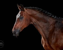 dressage horse Fürst Fidell (Oldenburg, 2008, from Fidertanz)