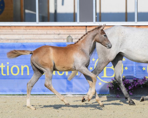 Springpferd AL Virgina (Deutsches Sportpferd, 2018, von Vingino)