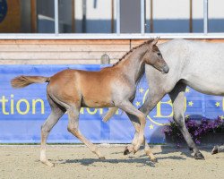 jumper AL Virgina (German Sport Horse, 2018, from Vingino)