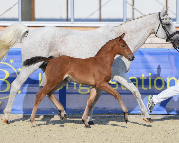 jumper Stute von Vingino (Bavarian, 2018, from Vingino)