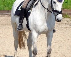 Pferd Emilia Madelon (KWPN (Niederländisches Warmblut), 1994, von Uniform)