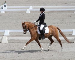 dressage horse Look's Like an Angel (Welsh Partbred, 2012, from FS Don't Worry)