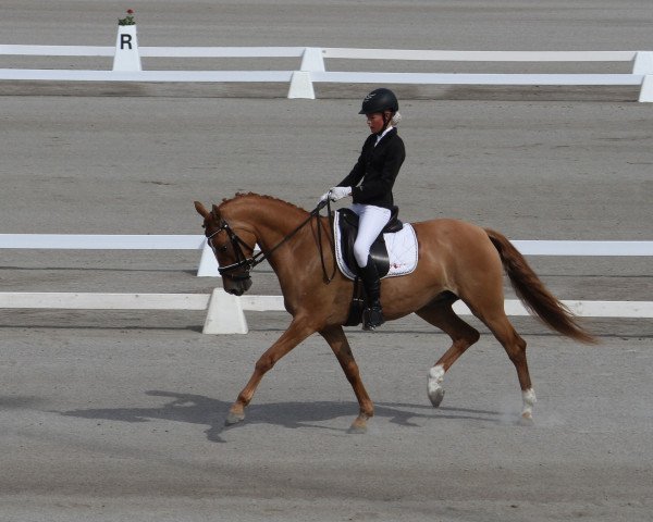 dressage horse Leuns Veld's Danique (Dutch Pony, 2012, from FS Don't Worry)