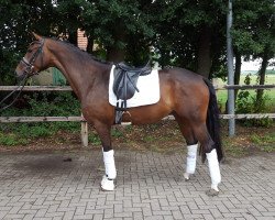 dressage horse Zuckerpuppe 51 (Oldenburg, 2014, from Zhivago)