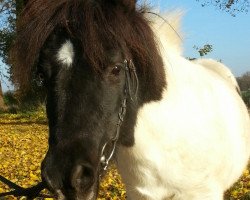 Pferd Lady (Shetland Pony,  )