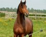 Springpferd Lando van de Oude Molenhoeve (Belgisches Warmblut, 2011, von Numero Uno)