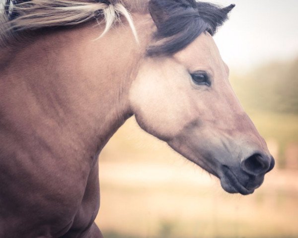 Pferd Melody (Fjordpferd, 2012)