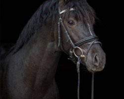 dressage horse King of Queens 7 (German Riding Pony, 2014, from Kaiser Bonaparte WE)