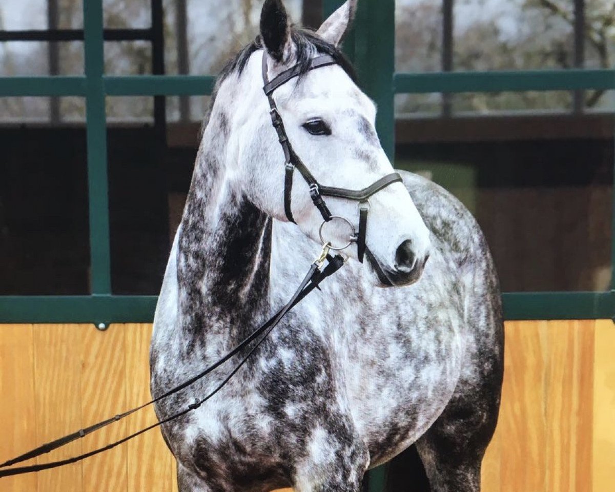 Springpferd Cinderella 723 (Hannoveraner, 2013, von Casino)