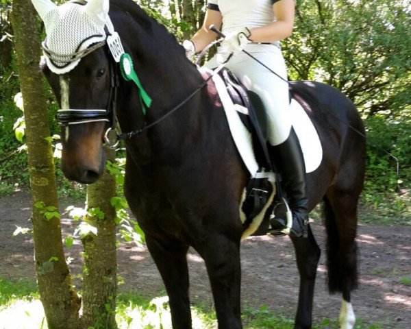 broodmare Chanel 459 (Austrian Warmblood, 2004, from Corgraf)