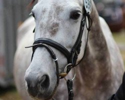 dressage horse Nicoletta (Trakehner, 2008, from Interconti)