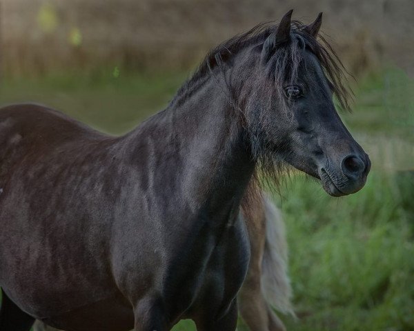 Zuchtstute Life (Deutsches Classic Pony, 2005, von John Boy)