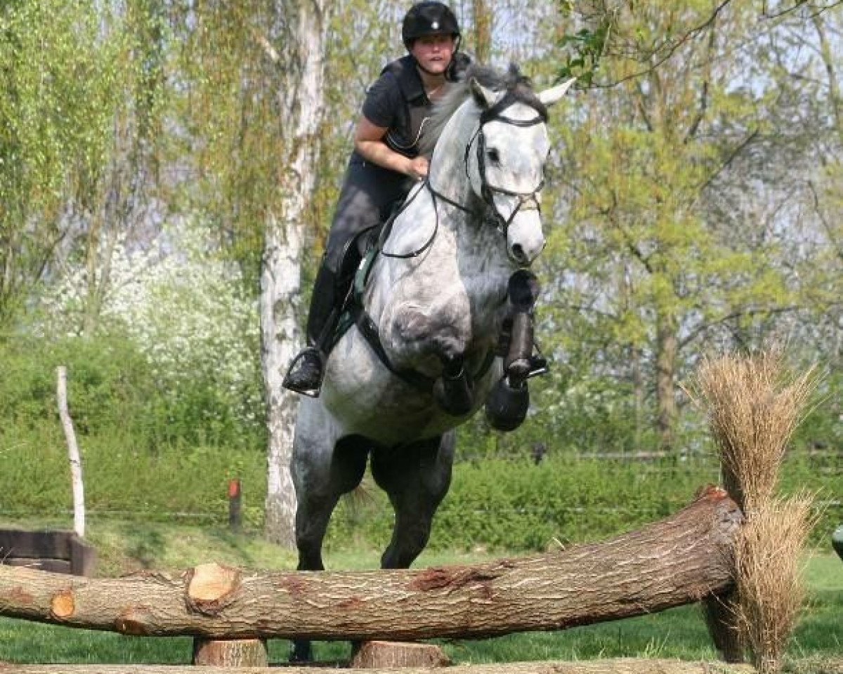 Dressurpferd Colonel Caspar (Holsteiner, 2010, von Cachas)