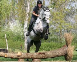 dressage horse Colonel Caspar (Holsteiner, 2010, from Cachas)