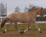 broodmare Filine (Fjord Horse, 2012, from Pelle)