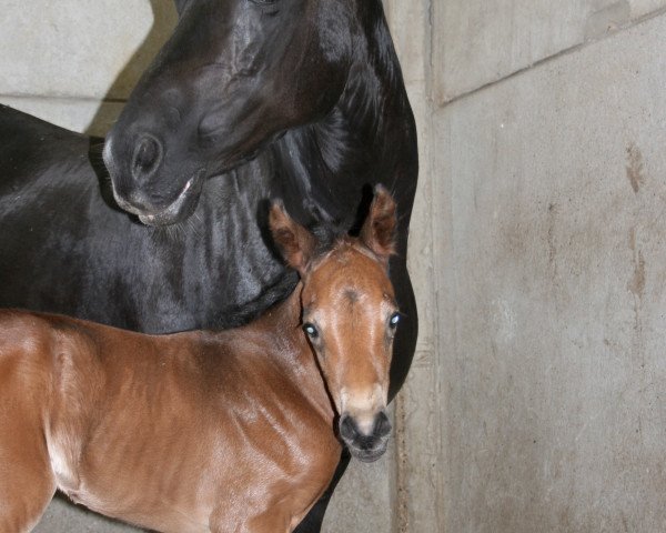 horse She's Mercedes Delight (German Riding Pony, 2018, from Brillant's Golden Boy)