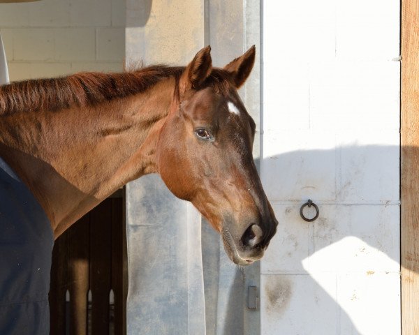 horse Philosophia (Trakehner, 1994, from Kokoschka)