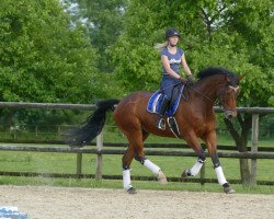 dressage horse Fellini 139 (Westphalian, 2012, from Fürst Donnerbube)