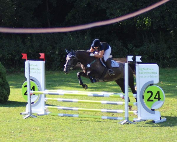 jumper Aurora 58 (German Sport Horse, 2014, from Colman)