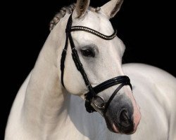 dressage horse Da Capo 161 (German Riding Pony, 2006, from Dosvidania)