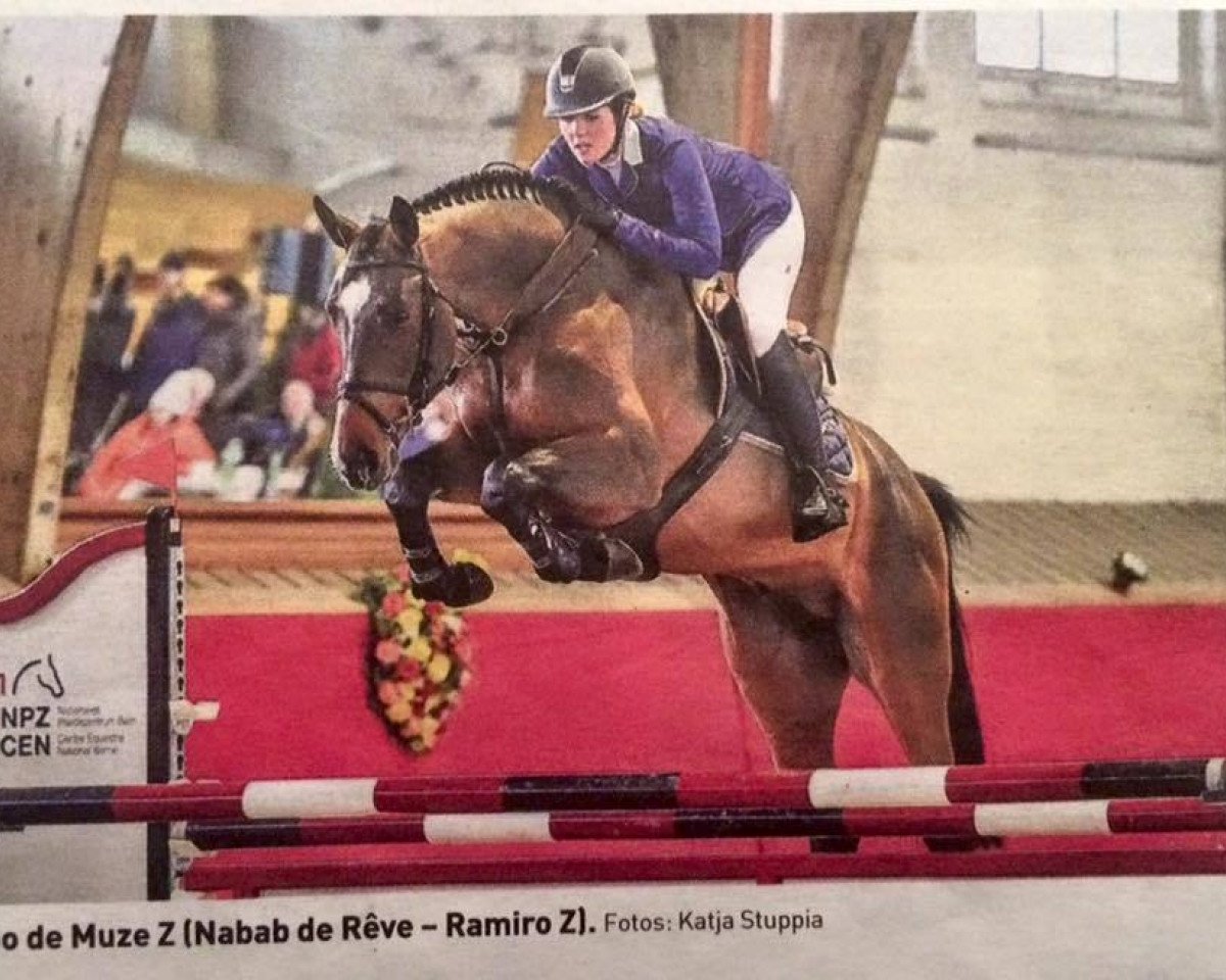 Deckhengst Nirmoo de Muze Z (Zangersheide Reitpferd, 2012, von Nabab de Rêve)