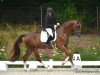 dressage horse Sir Waldfried (Westphalian, 2014, from Sir Heinrich OLD)