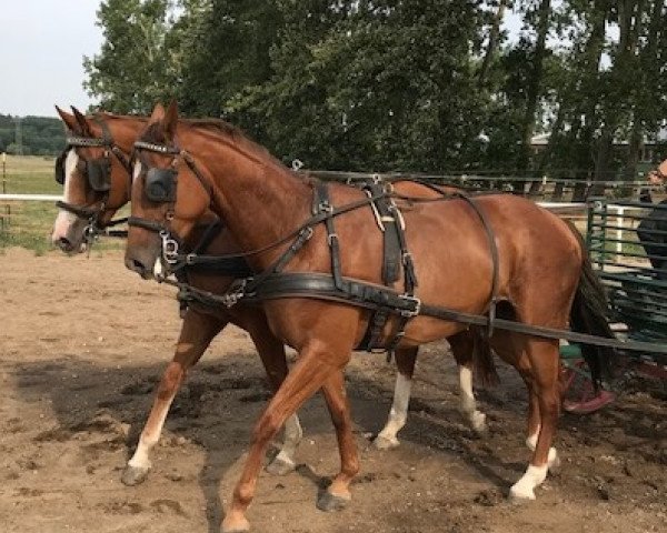 horse Stern und Herzlady (Trakehner, 2013, from Herzberg)