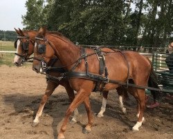 horse Stern und Herzlady (Trakehner, 2013, from Herzberg)