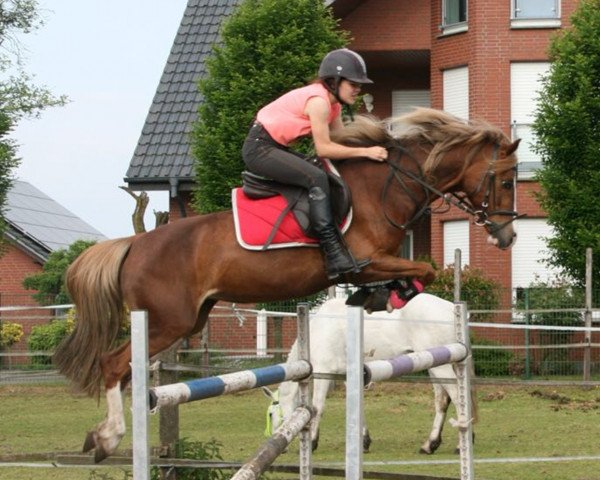 dressage horse Molly (unknown, 2007)