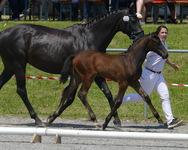 dressage horse Fifth Avenue (Württemberger, 2016, from Finest)