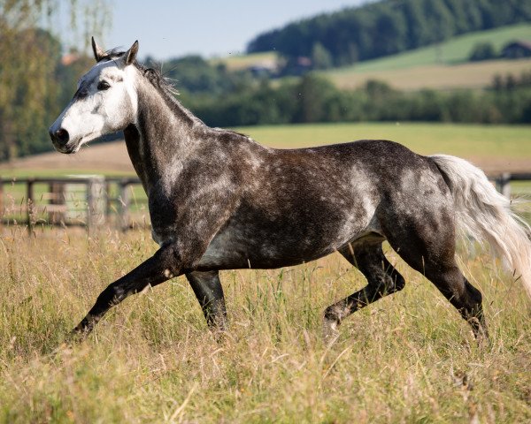 horse Cascarada (Oldenburg, 2012, from Carbano)