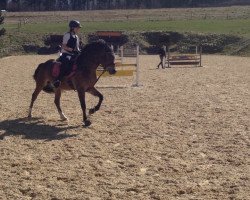 dressage horse Camp (New Forest Pony, 2005, from Cassedy)