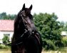 broodmare Arabella (German Riding Pony,  )